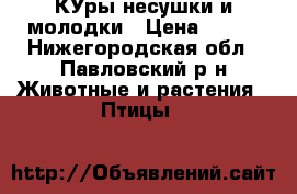 КУры несушки и молодки › Цена ­ 100 - Нижегородская обл., Павловский р-н Животные и растения » Птицы   